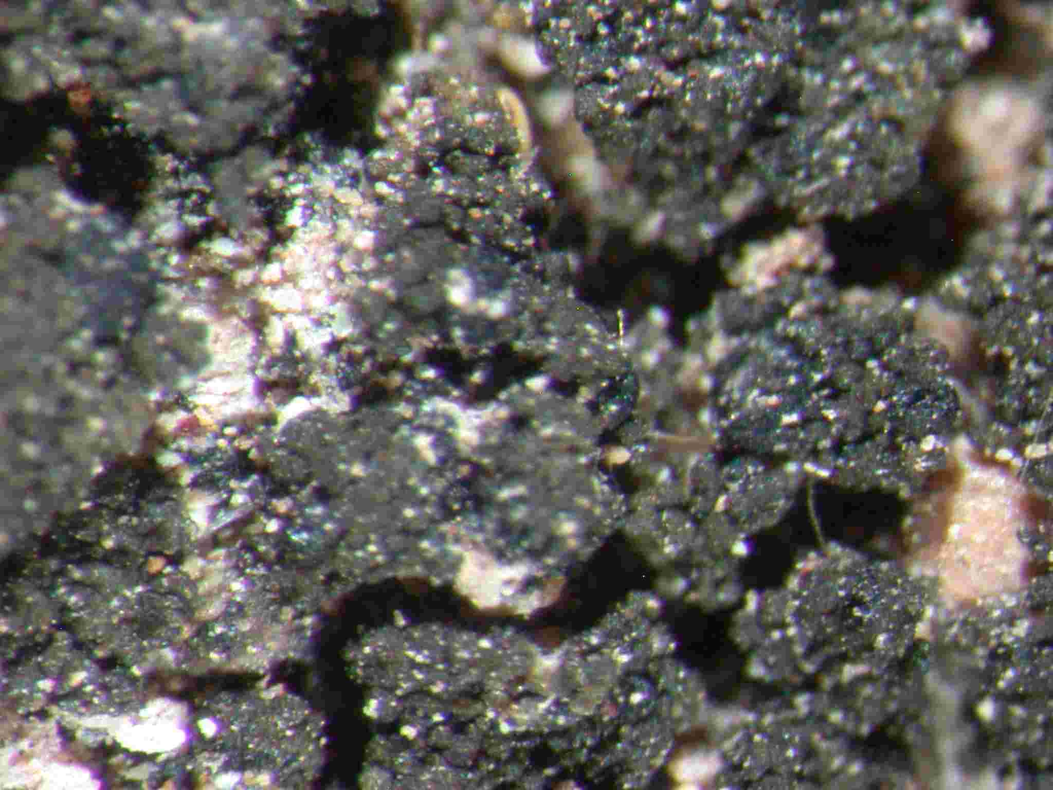 [Placynthium nigrum]